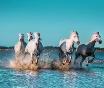 Ke Středozemnímu moři přes Provence - říční plavba s leteckou dopravou a českým průvodcem