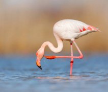 Ke Středozemnímu moři přes Provence - říční plavba s leteckou dopravou a českým průvodcem