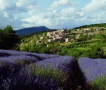 Provence, levandulové pole | Plavba za krásami jižní Francie