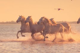 BASIC - Intenzivní Rhôna (LUNA)