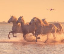 BASIC - Intenzivní Rhôna (LUNA)