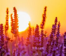 Ke Středozemnímu moři přes Provence - říční plavba s leteckou dopravou a českým průvodcem